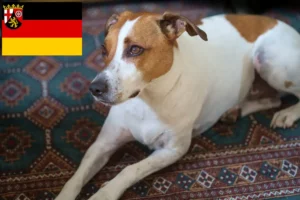 Read more about the article Danish-Swedish Farmdog breeders and puppies in Rhineland-Palatinate