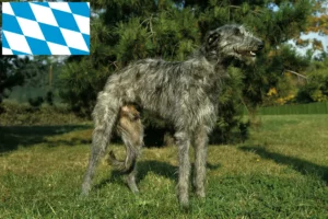 Read more about the article Deerhound breeders and puppies in Bavaria