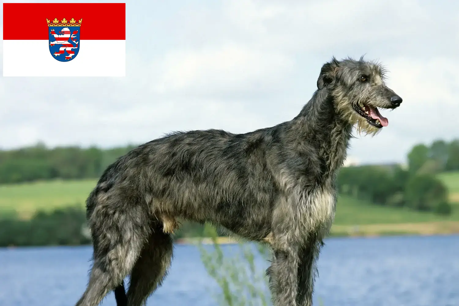 Read more about the article Deerhound breeders and puppies in Hessen