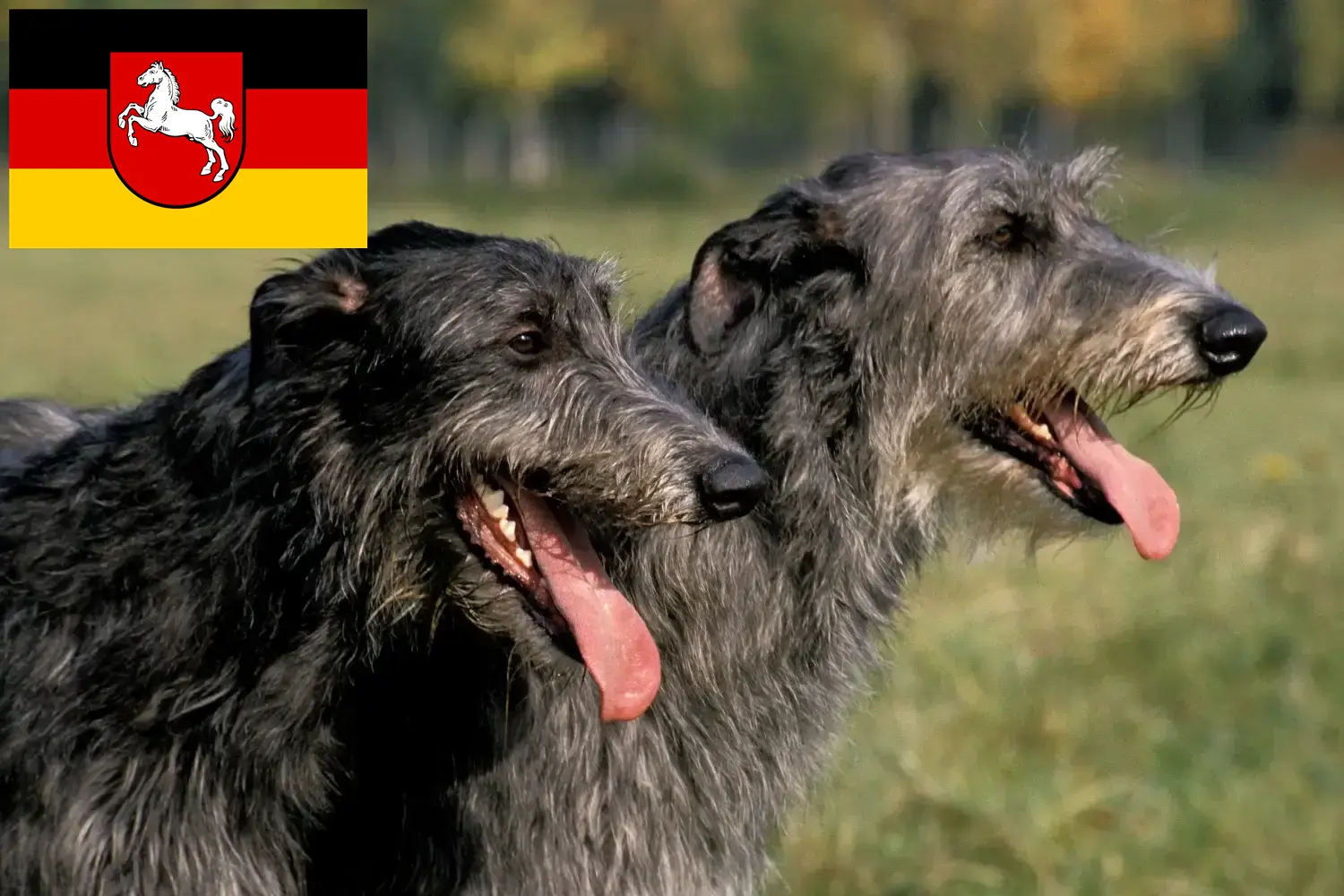 Read more about the article Deerhound breeders and puppies in Lower Saxony