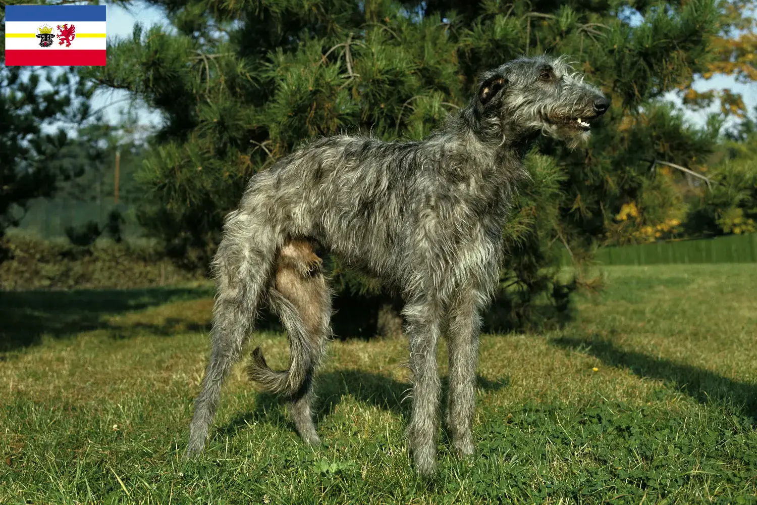 Read more about the article Deerhound breeders and puppies in Mecklenburg-Vorpommern
