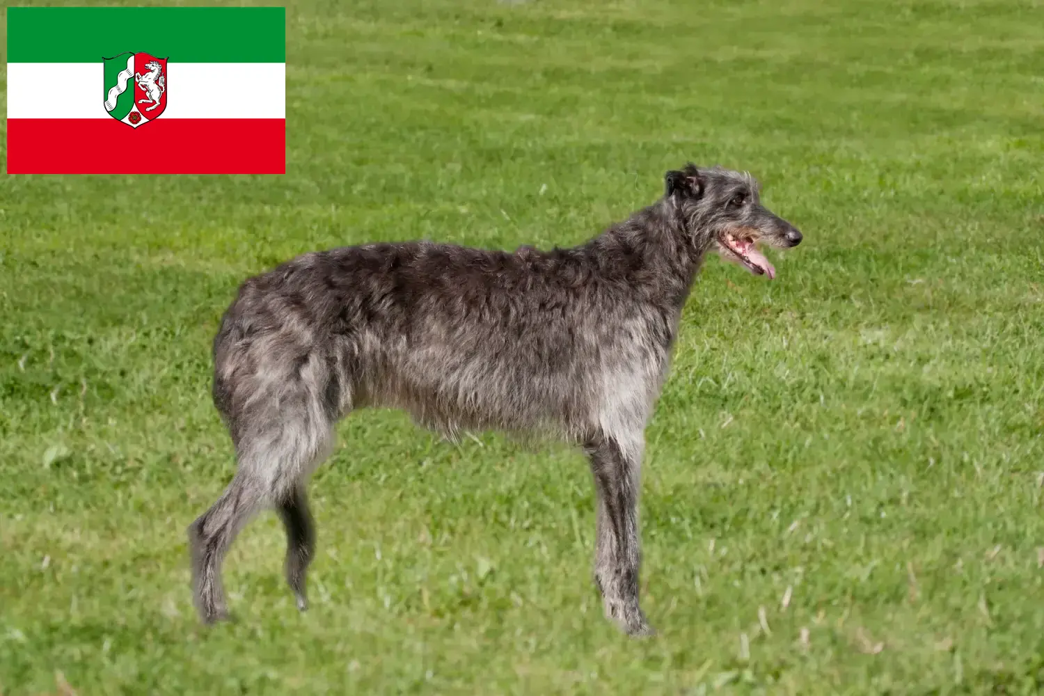 Read more about the article Deerhound breeders and puppies in North Rhine-Westphalia