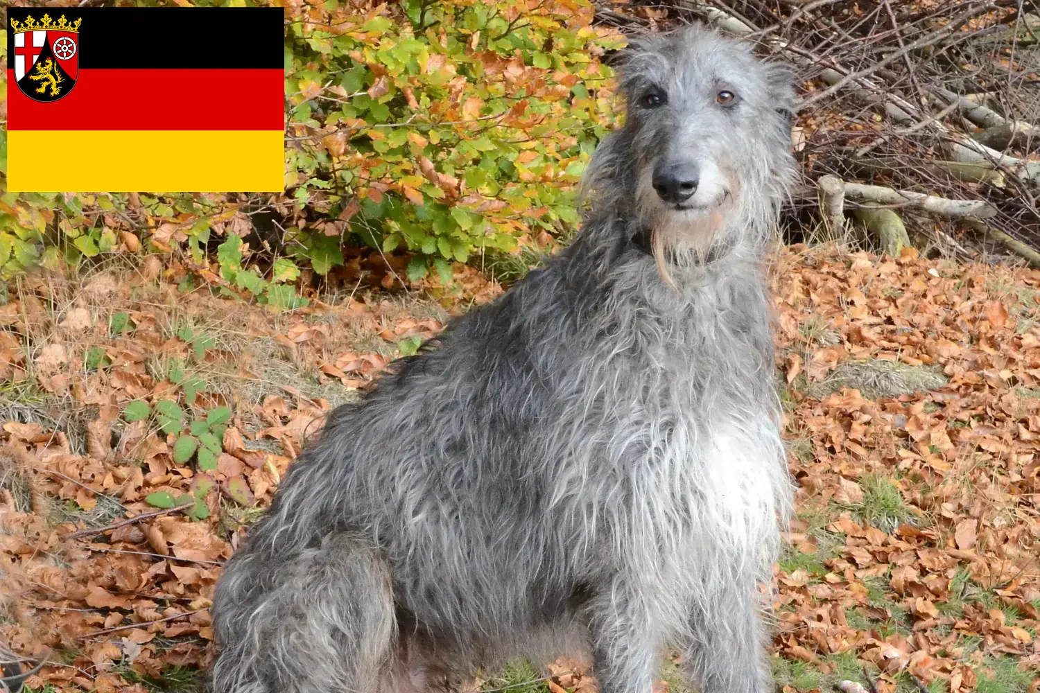 Read more about the article Deerhound breeders and puppies in Rhineland-Palatinate
