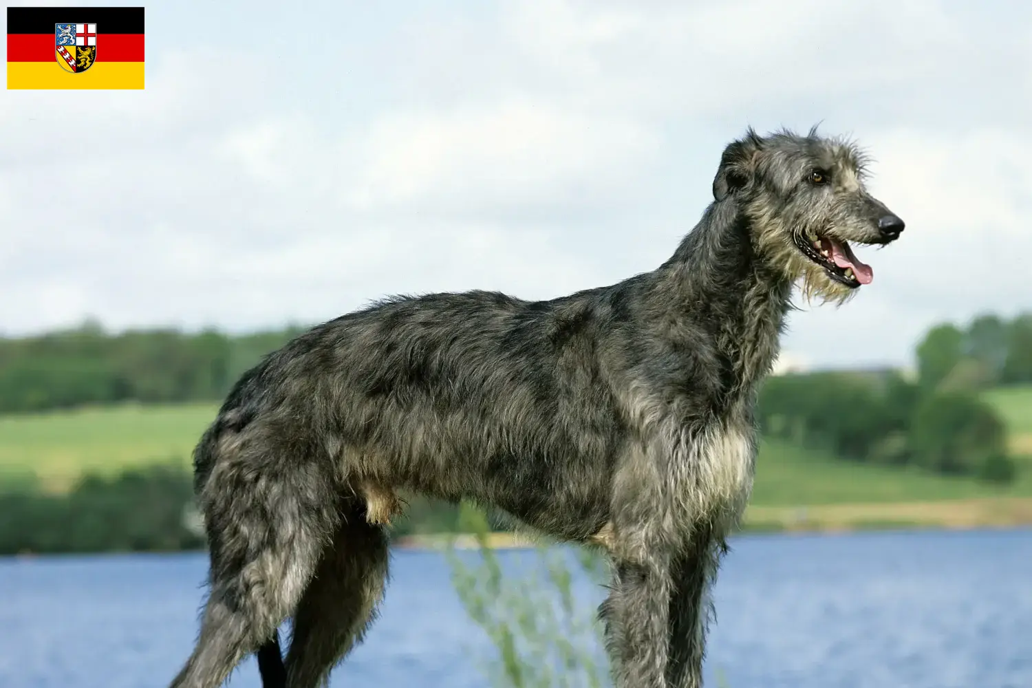 Read more about the article Deerhound breeders and puppies in Saarland