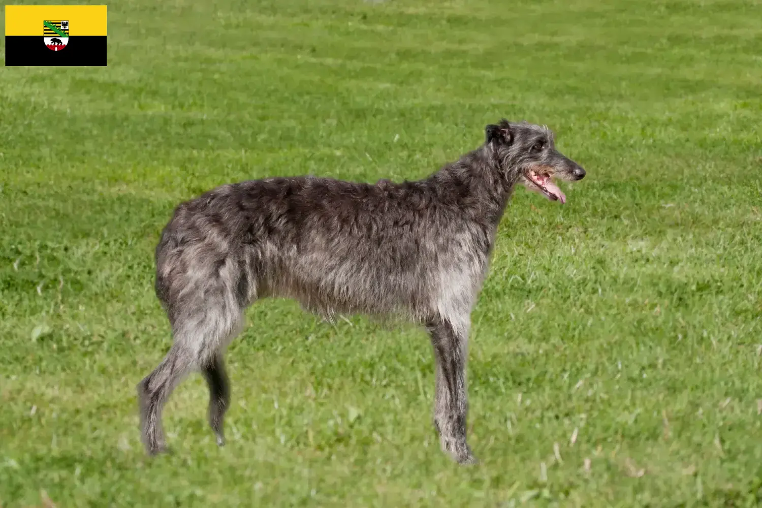 Read more about the article Deerhound breeders and puppies in Saxony-Anhalt