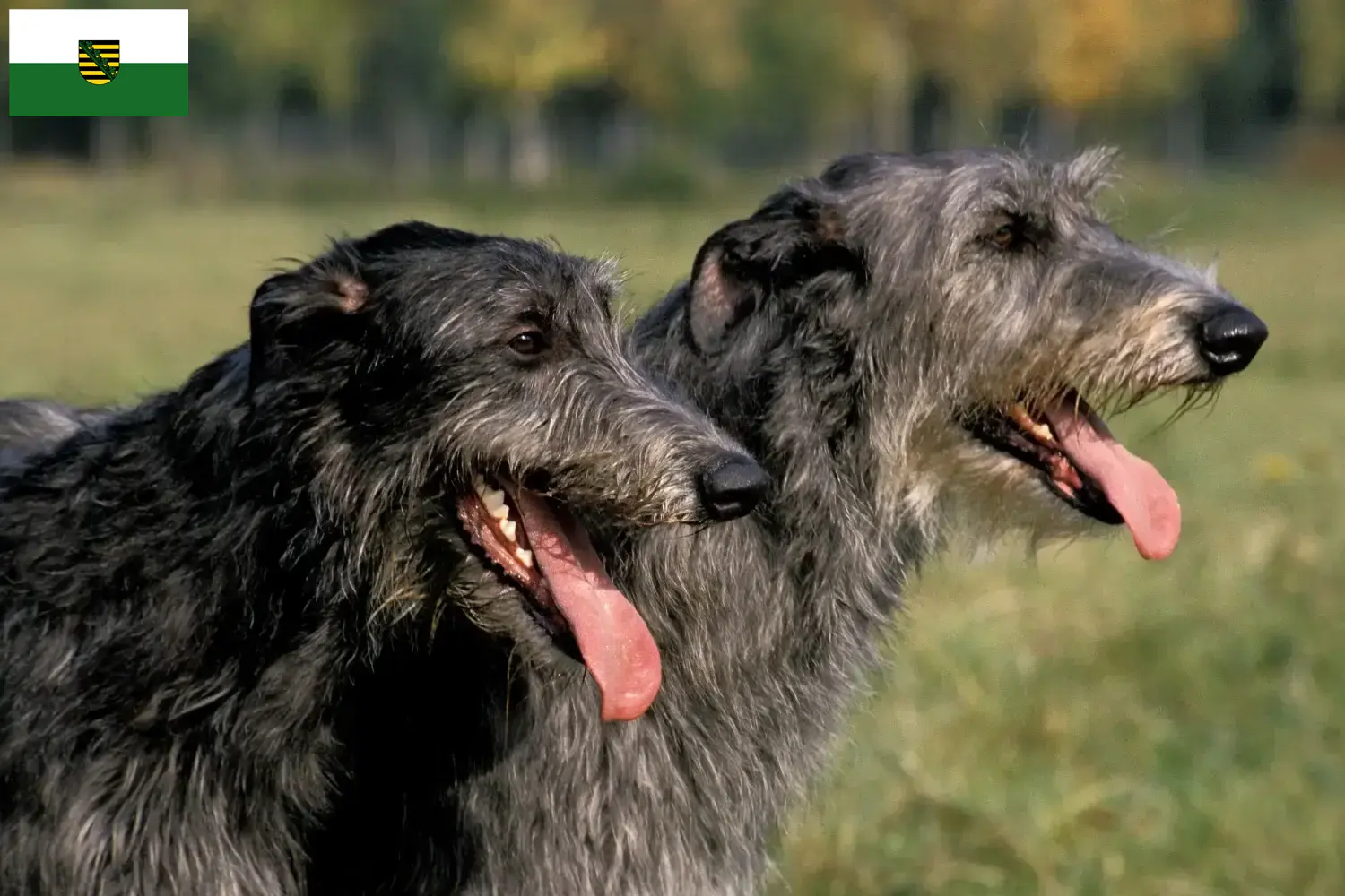 Read more about the article Deerhound breeders and puppies in Saxony