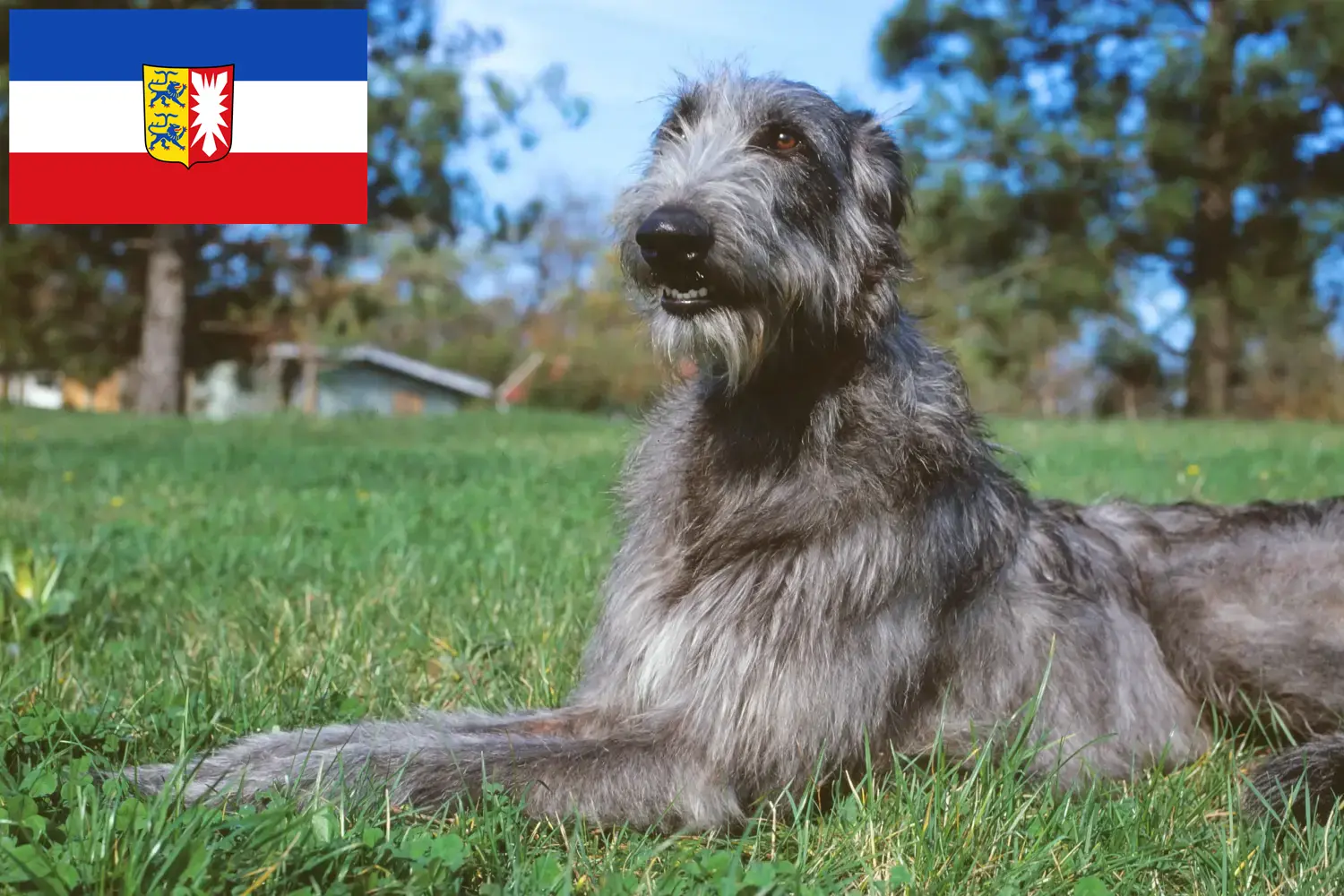 Read more about the article Deerhound breeders and puppies in Schleswig-Holstein