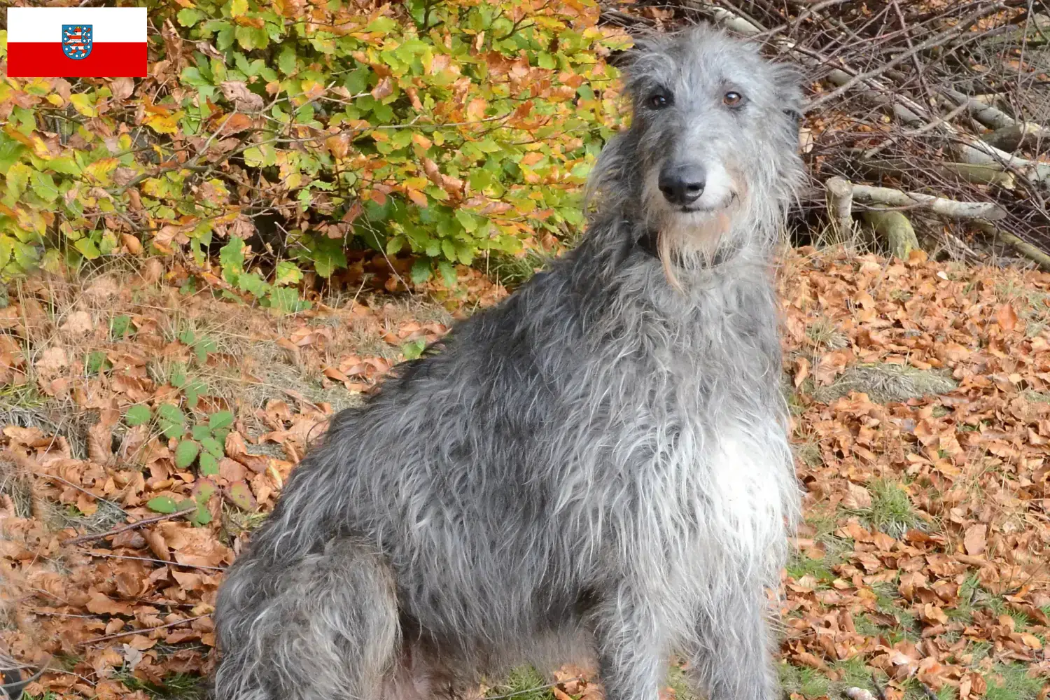 Read more about the article Deerhound breeders and puppies in Thuringia