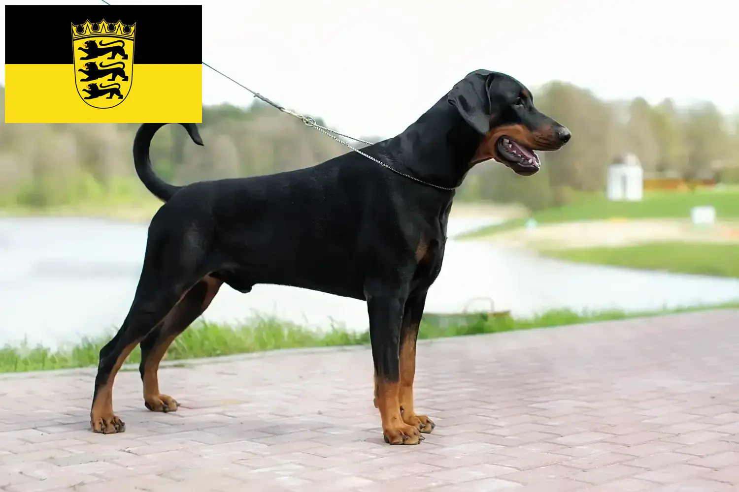 Read more about the article Dobermann breeders and puppies in Baden-Württemberg