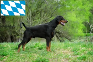 Read more about the article Dobermann breeders and puppies in Bavaria