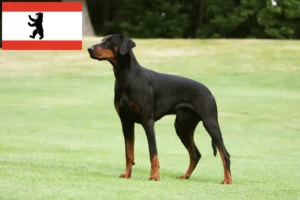 Read more about the article Dobermann breeders and puppies in Berlin