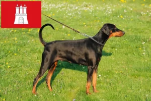 Read more about the article Dobermann breeders and puppies in Hamburg