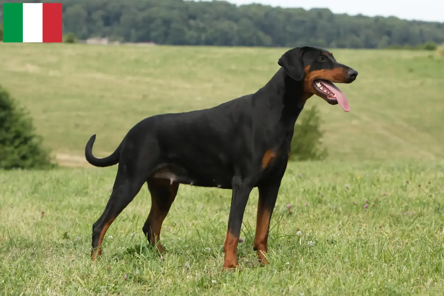 Read more about the article Doberman breeders and puppies in Italy