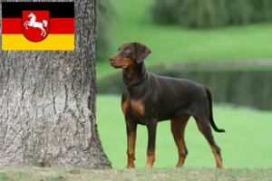 Read more about the article Dobermann breeders and puppies in Lower Saxony