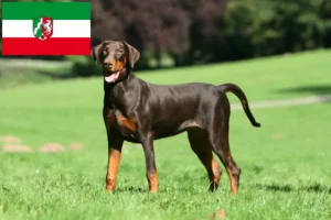 Read more about the article Dobermann breeders and puppies in North Rhine-Westphalia