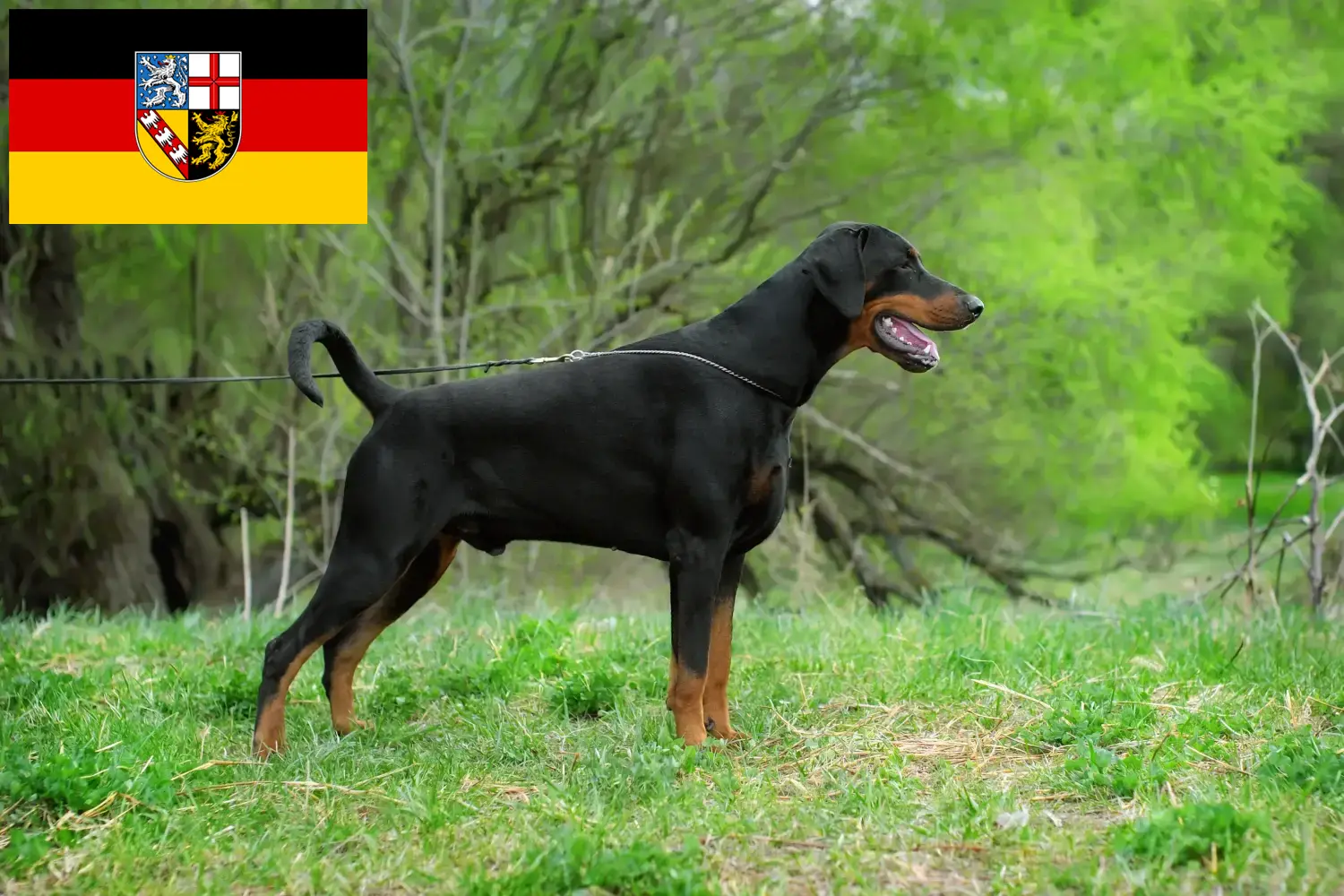 Read more about the article Dobermann breeders and puppies in Saarland