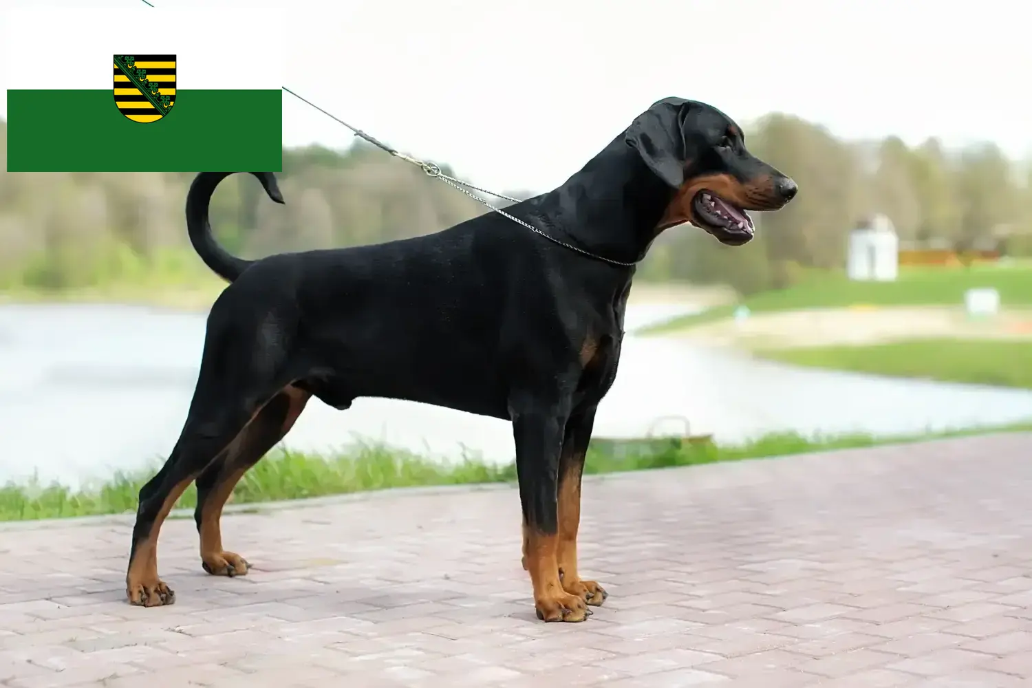 Read more about the article Dobermann breeders and puppies in Saxony