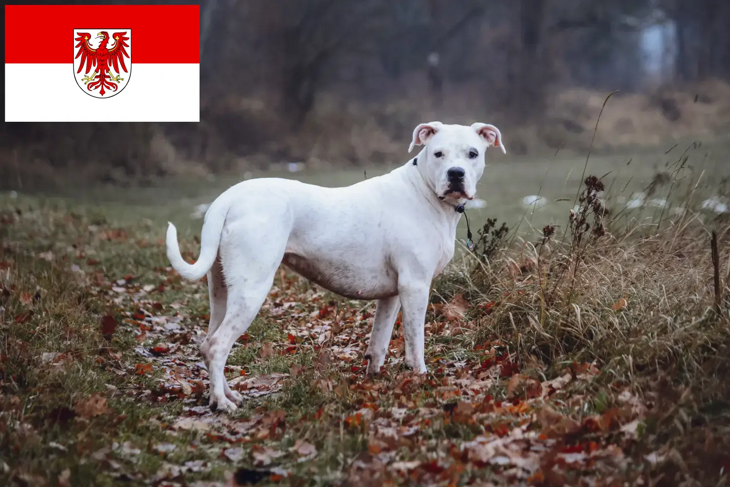 Read more about the article Dogo Argentino breeders and puppies in Brandenburg