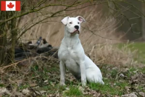 Read more about the article Dogo Argentino breeders and puppies in Canada