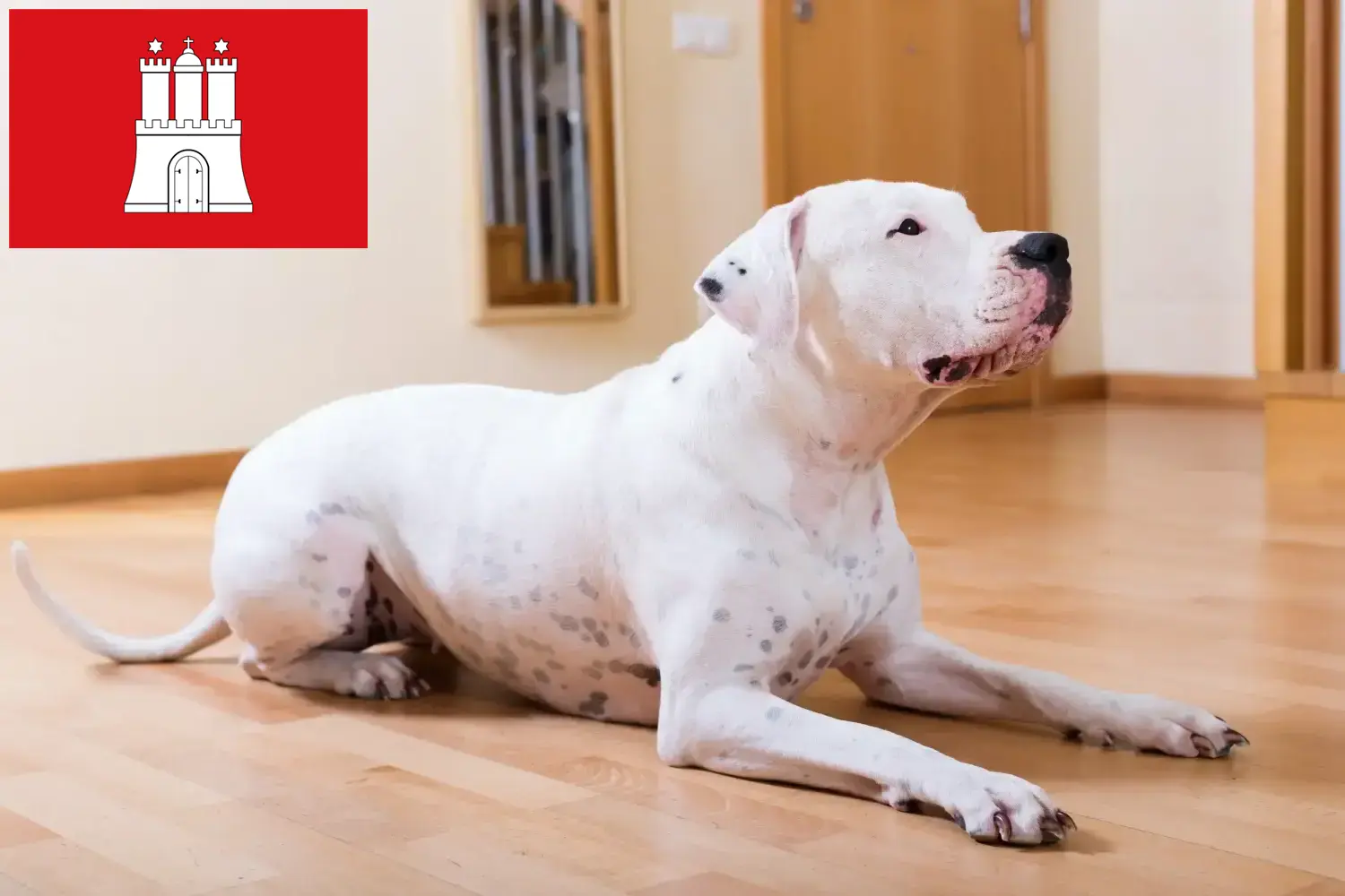 Read more about the article Dogo Argentino breeders and puppies in Hamburg