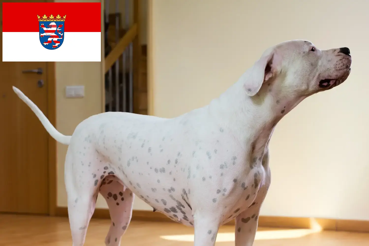 Read more about the article Dogo Argentino breeders and puppies in Hessen