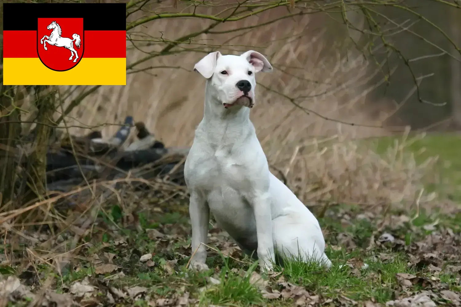 Read more about the article Dogo Argentino breeders and puppies in Lower Saxony