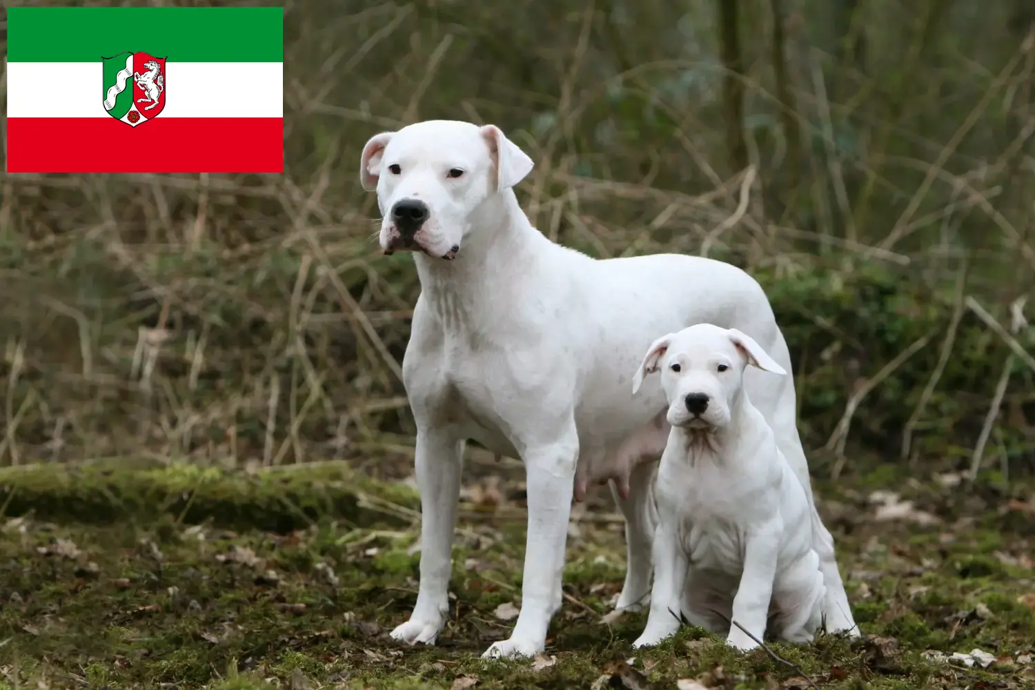 Read more about the article Dogo Argentino breeders and puppies in North Rhine-Westphalia