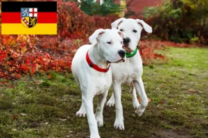 Read more about the article Dogo Argentino breeders and puppies in Saarland