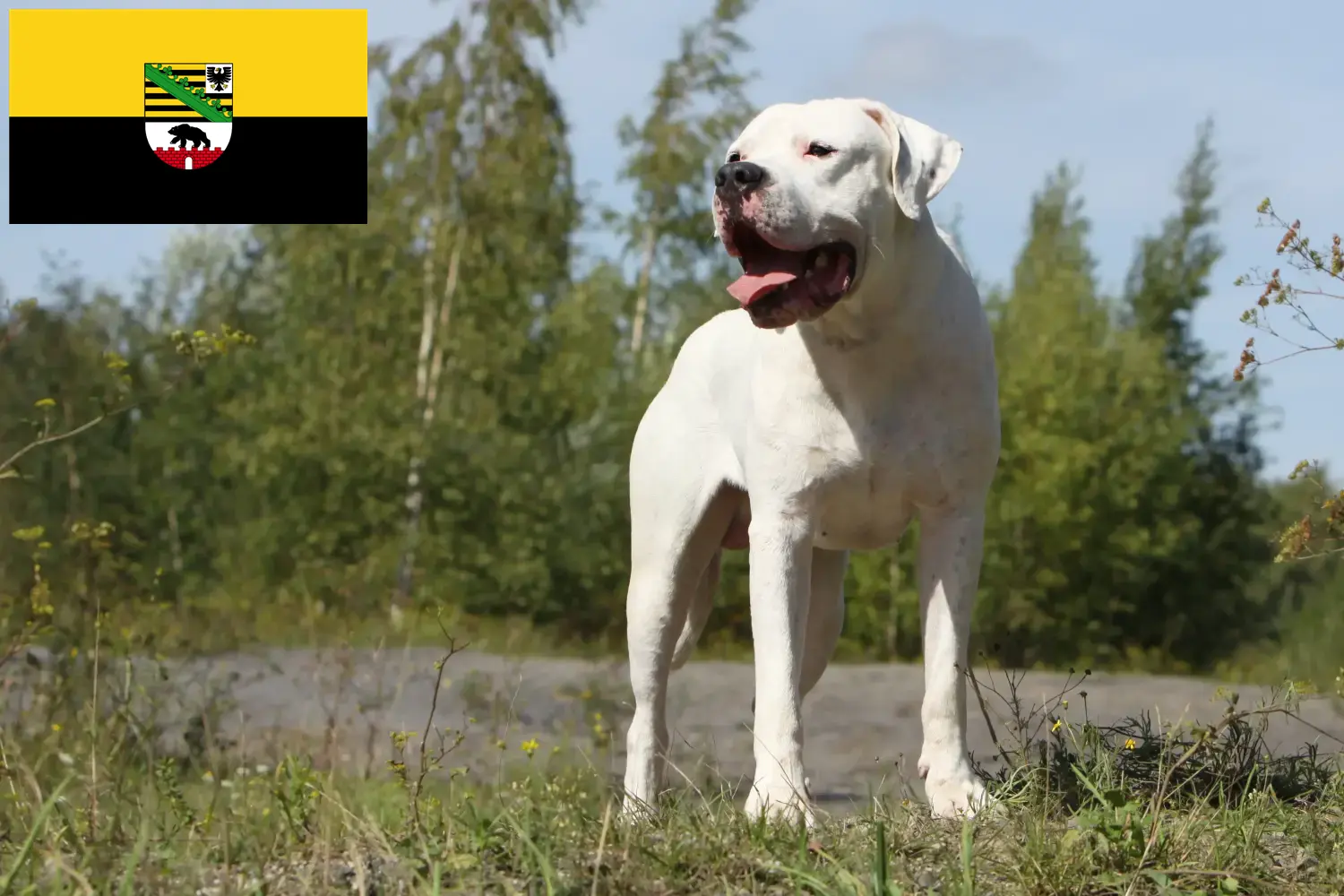 Read more about the article Dogo Argentino breeders and puppies in Saxony-Anhalt