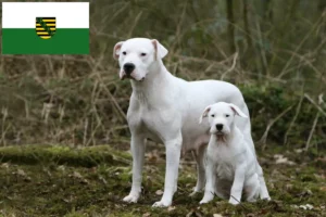 Read more about the article Dogo Argentino breeders and puppies in Saxony