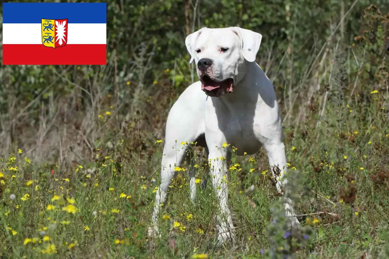 Read more about the article Dogo Argentino breeders and puppies in Schleswig-Holstein