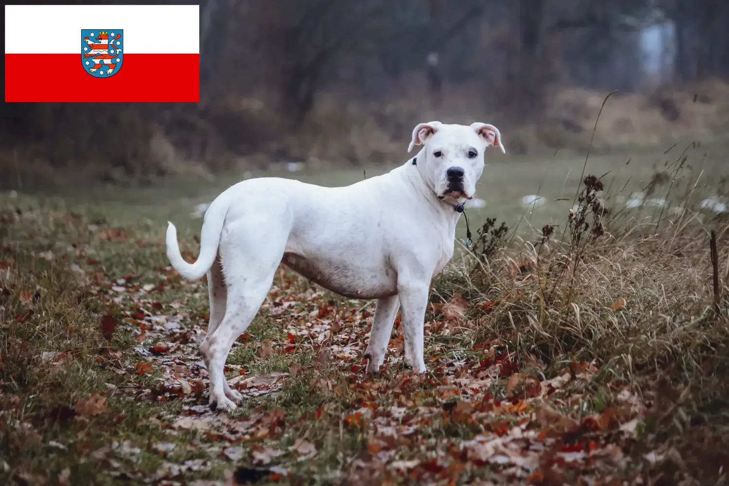Read more about the article Dogo Argentino breeders and puppies in Thuringia
