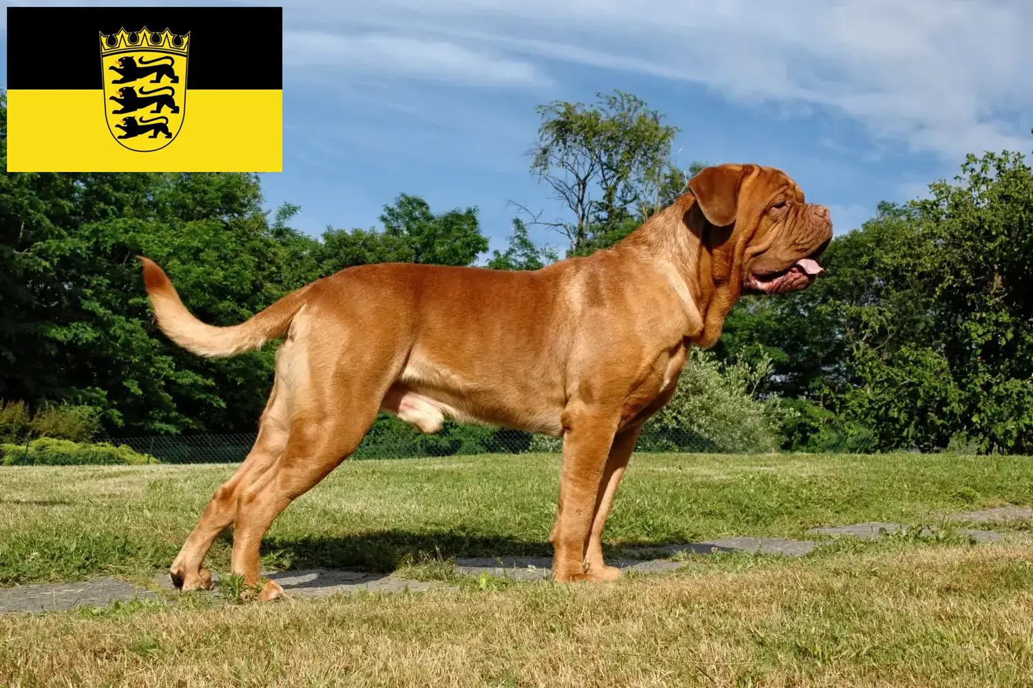 Read more about the article Dogue de Bordeaux breeders and puppies in Baden-Württemberg