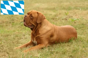 Read more about the article Dogue de Bordeaux breeders and puppies in Bavaria