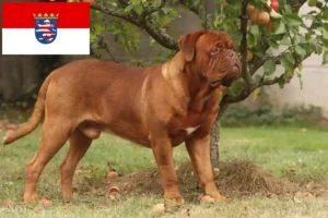 Read more about the article Dogue de Bordeaux breeders and puppies in Hessen