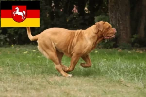 Read more about the article Dogue de Bordeaux breeders and puppies in Lower Saxony