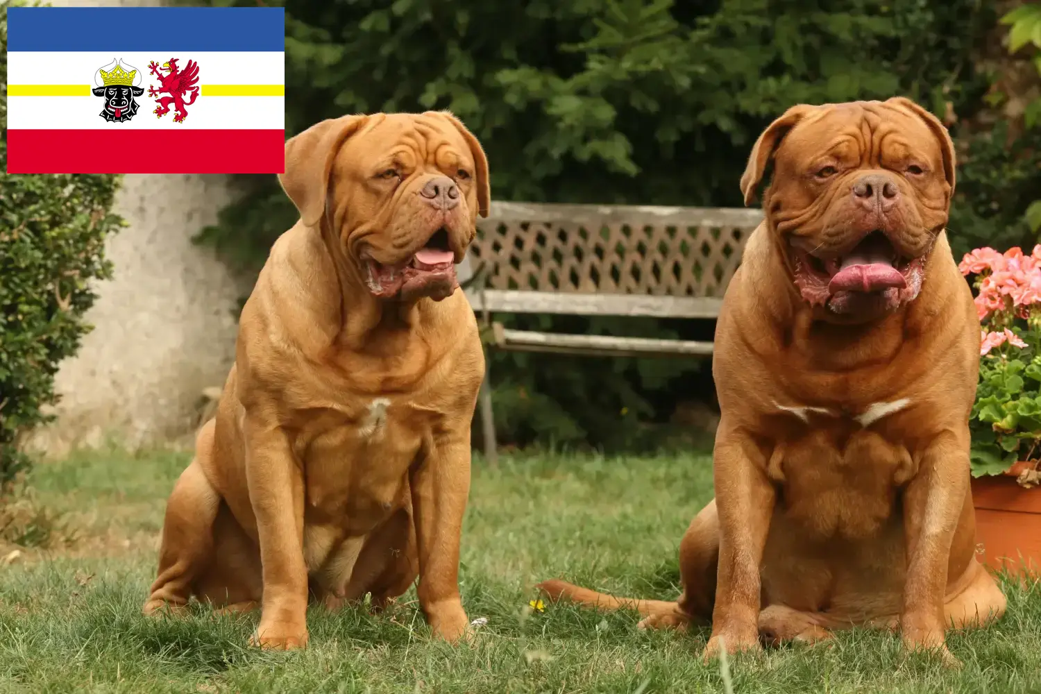 Read more about the article Dogue de Bordeaux breeders and puppies in Mecklenburg-Vorpommern