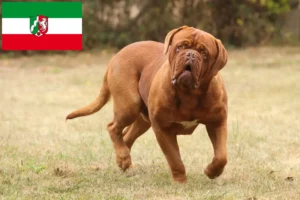 Read more about the article Dogue de Bordeaux breeders and puppies in North Rhine-Westphalia