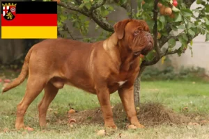 Read more about the article Dogue de Bordeaux breeders and puppies in Rhineland-Palatinate