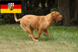 Read more about the article Dogue de Bordeaux breeders and puppies in Saarland