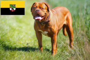 Read more about the article Dogue de Bordeaux breeders and puppies in Saxony-Anhalt