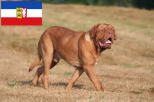 Read more about the article Dogue de Bordeaux breeders and puppies in Schleswig-Holstein