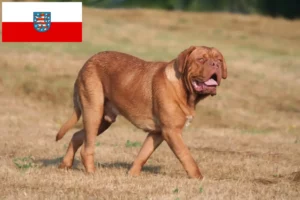 Read more about the article Dogue de Bordeaux breeders and puppies in Thuringia