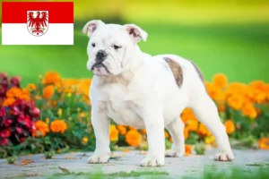 Read more about the article English Bulldog breeders and puppies in Brandenburg