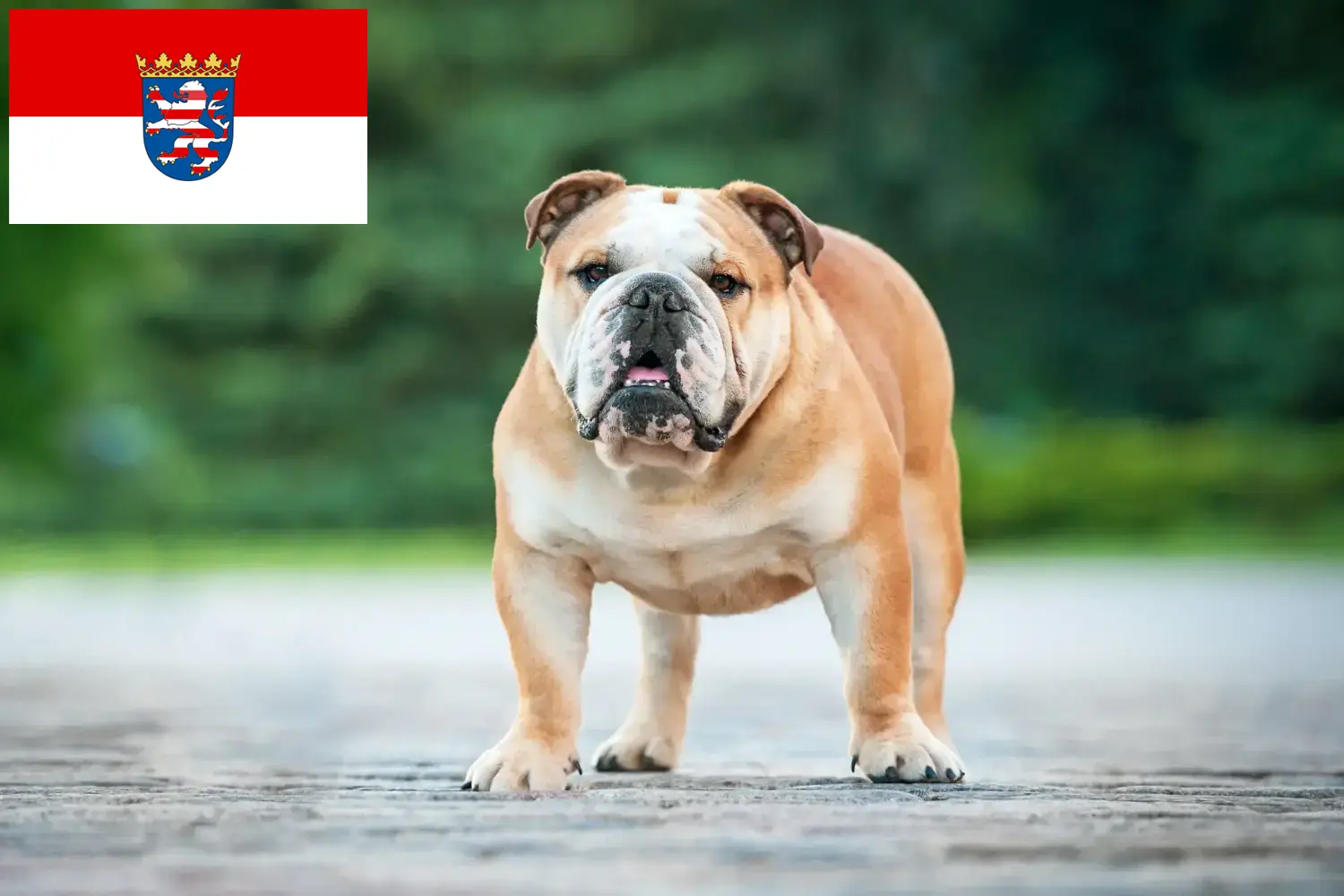 Read more about the article English Bulldog breeders and puppies in Hessen