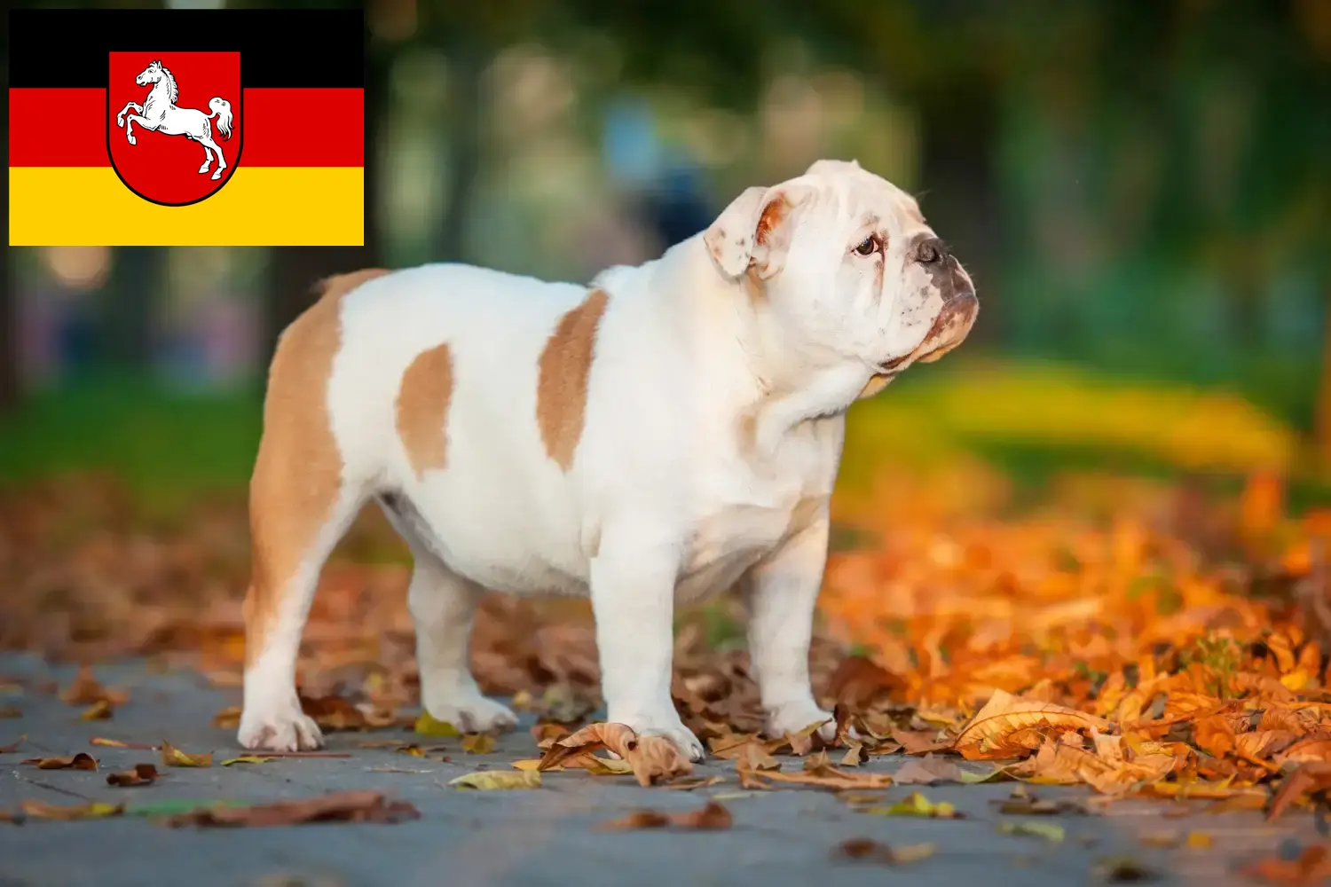 Read more about the article English Bulldog breeders and puppies in Lower Saxony