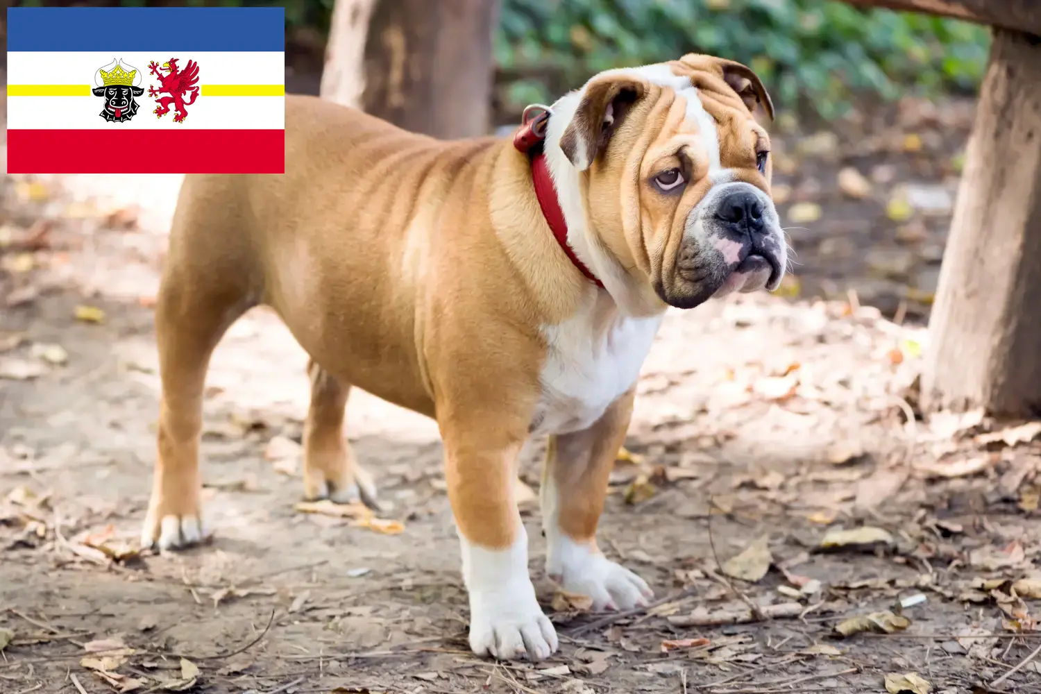 Read more about the article English Bulldog breeders and puppies in Mecklenburg-Vorpommern