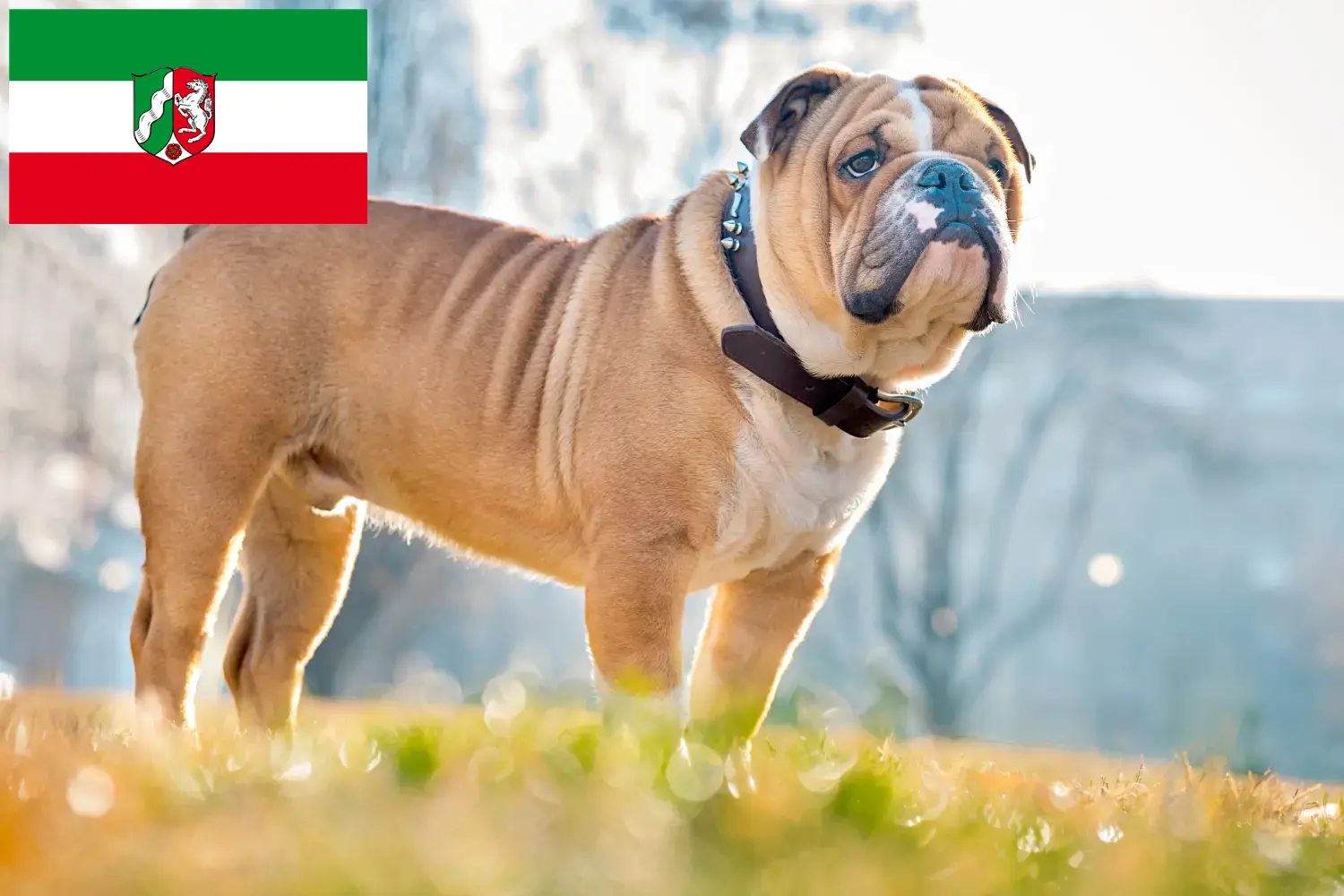 Read more about the article English Bulldog breeders and puppies in North Rhine-Westphalia