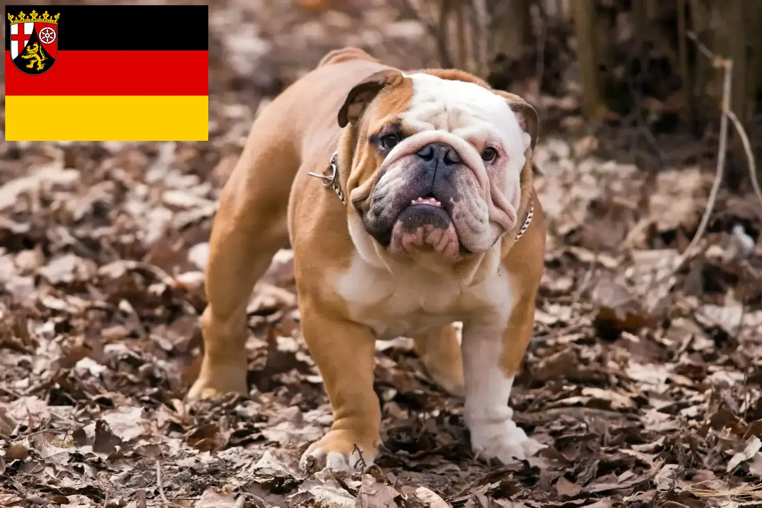 Read more about the article English Bulldog breeders and puppies in Rhineland-Palatinate