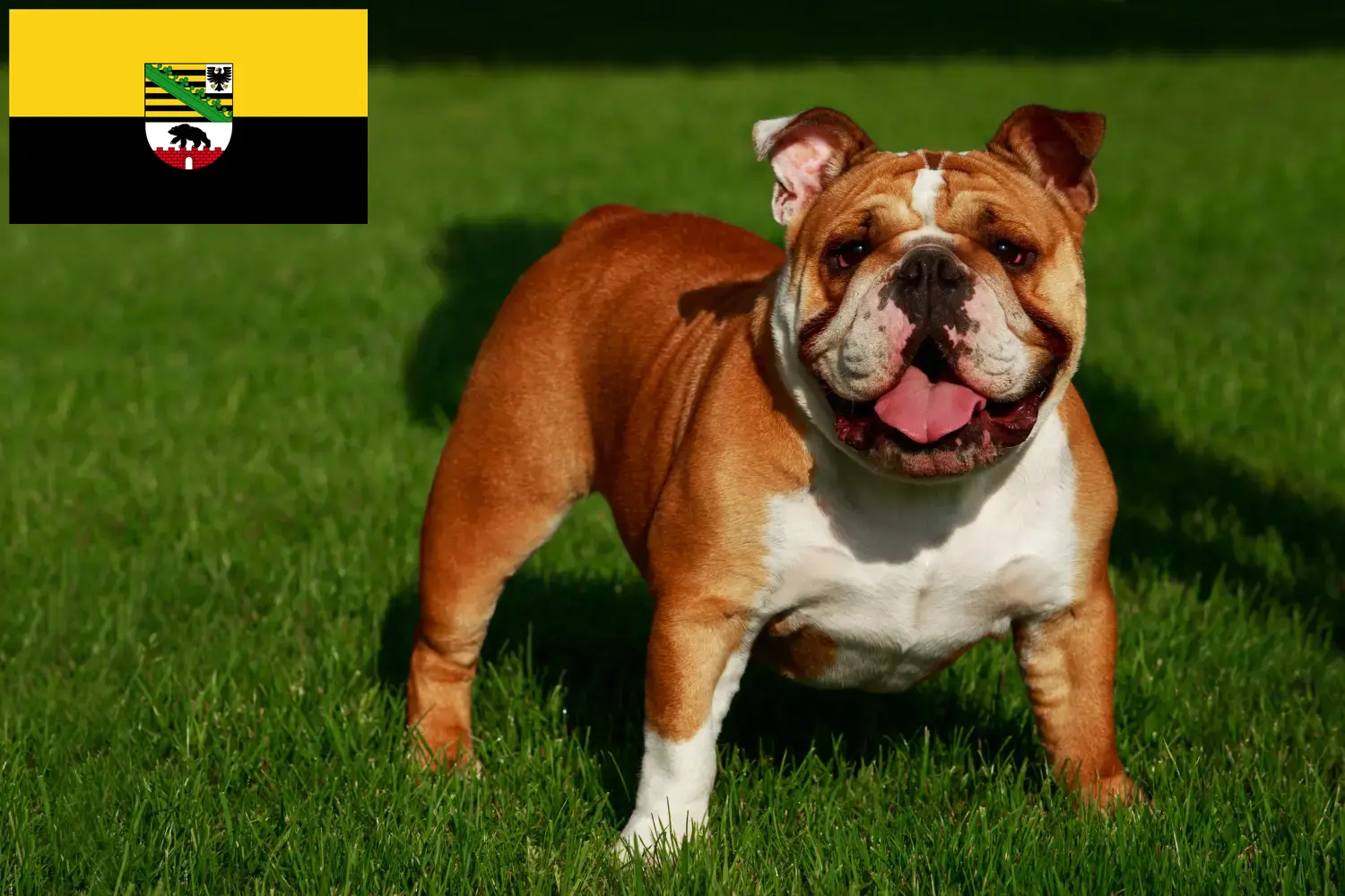 Read more about the article English Bulldog breeders and puppies in Saxony-Anhalt